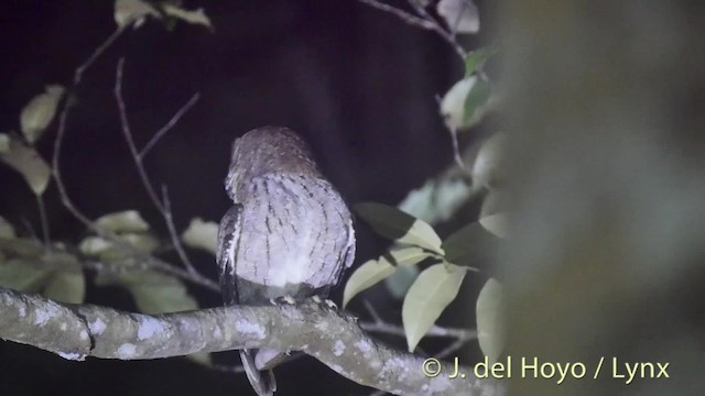 Autillo de Célebes (de Banggai) - ML201529441