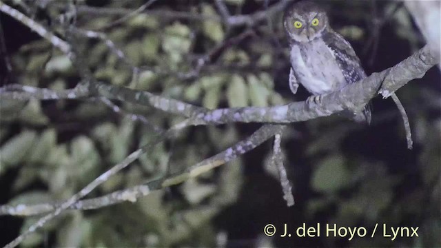 Banggai Scops-Owl - ML201529451