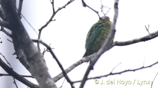 Tilopo Pechirrojo - ML201529501