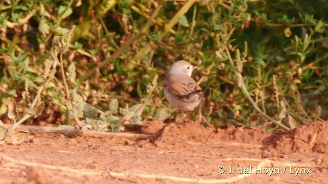 Spectacled Warbler - ML201529511