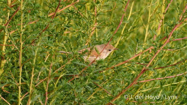 Spectacled Warbler - ML201529521