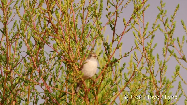 Spectacled Warbler - ML201529531