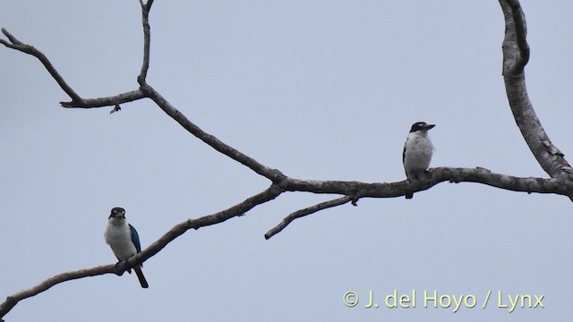 Martin-chasseur à collier blanc (groupe chloris) - ML201529551