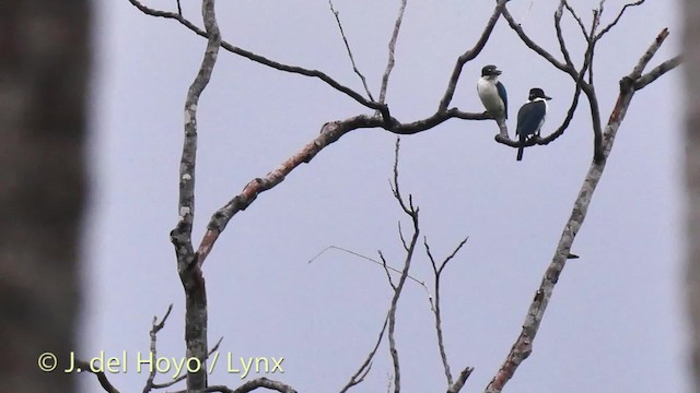 ledňáček obojkový [skupina chloris] - ML201529561