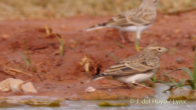 Mediterranean Short-toed Lark - ML201529571