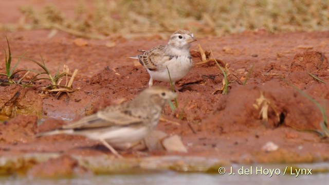 Greater Short-toed Lark - ML201529631