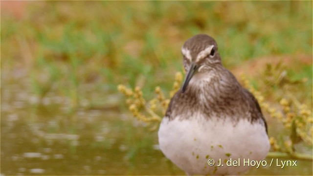 Green Sandpiper - ML201529641