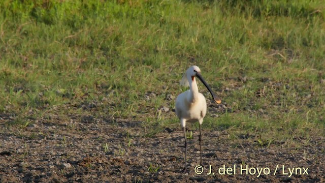 Eurasian Spoonbill - ML201529721