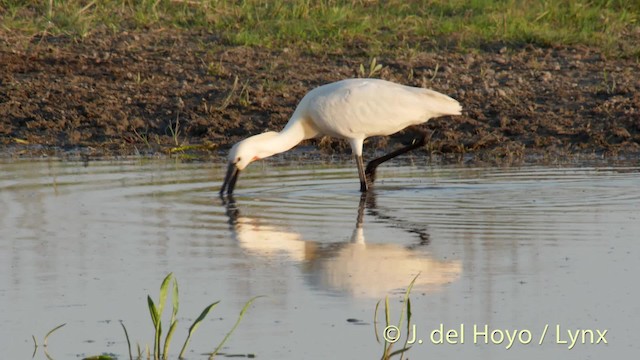 Eurasian Spoonbill - ML201529731