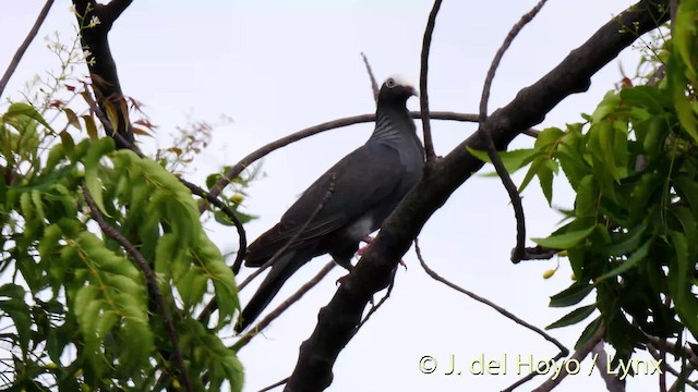 Pigeon à couronne blanche - ML201529781