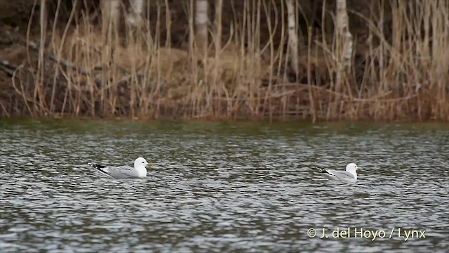 Goéland cendré (canus) - ML201529811