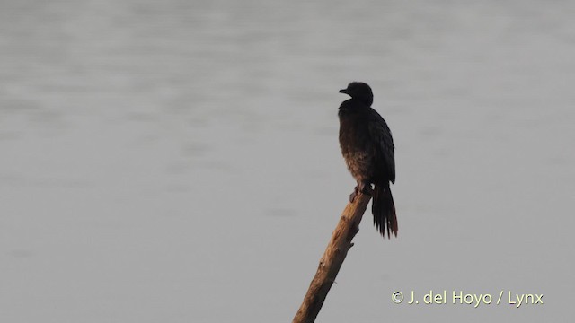 Pygmy Cormorant - ML201529981