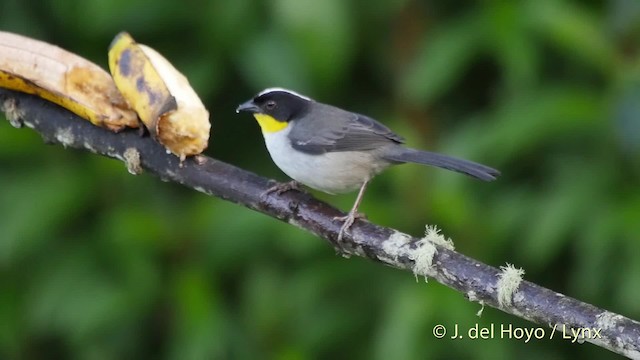 White-naped Brushfinch (Yellow-throated) - ML201530021