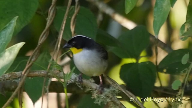 White-naped Brushfinch (Yellow-throated) - ML201530031