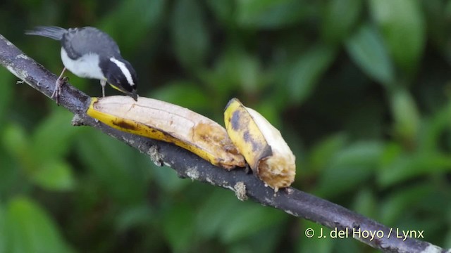 White-naped Brushfinch (Yellow-throated) - ML201530041