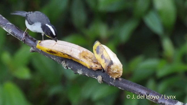 Atlapetes Nuquiblanco (grupo gutturalis) - ML201530041