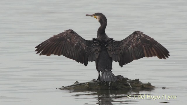 Cormorán Grande (euroasiático) - ML201530071