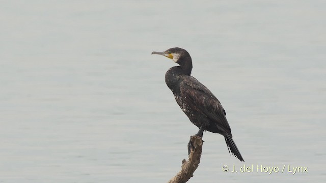 Cormorán Grande (euroasiático) - ML201530151