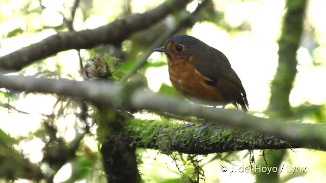 Slate-crowned Antpitta (Slate-crowned) - ML201530321