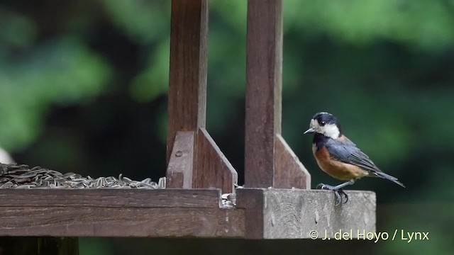 Varied Tit - ML201530401