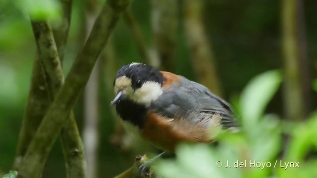 Varied Tit - ML201530421