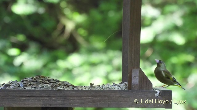 Oriental Greenfinch - ML201530431