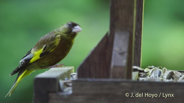 Oriental Greenfinch - ML201530441