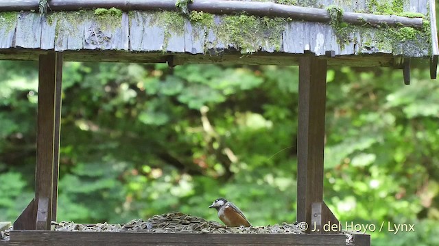 Varied Tit - ML201530461