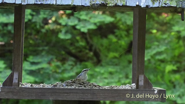 Eurasian Nuthatch (Buff-bellied) - ML201530471