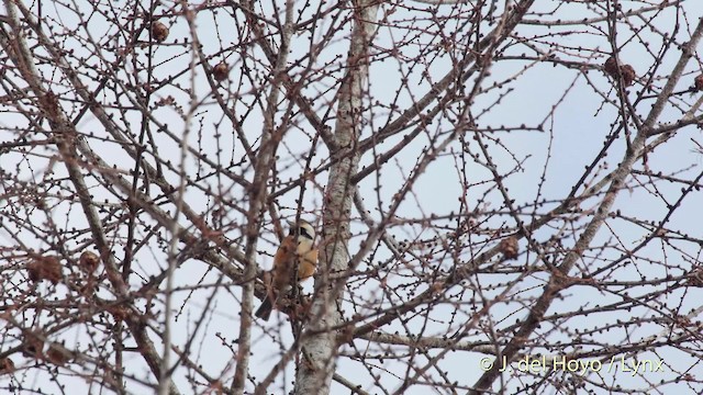 Varied Tit - ML201530691