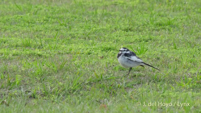 White Wagtail (Black-backed) - ML201530701