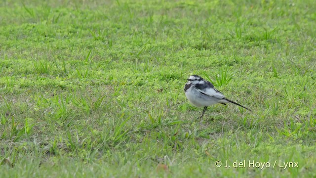 Lavandera Blanca (lugens) - ML201530701