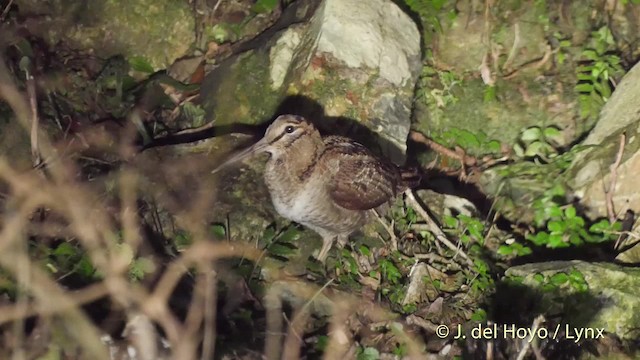 アマミヤマシギ - ML201530731