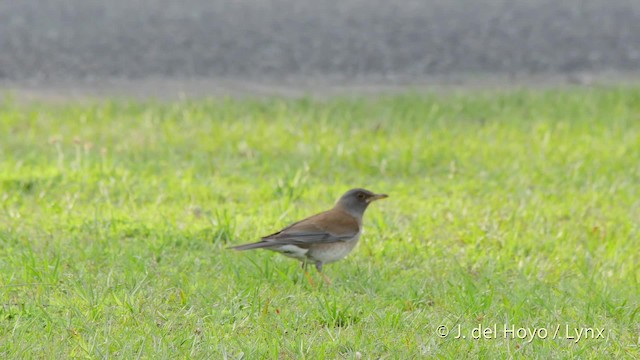 シロハラ - ML201530741