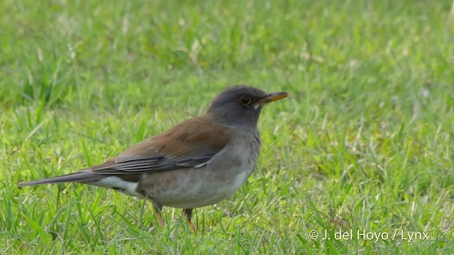 シロハラ - ML201530751