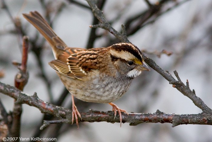 White-throated Sparrow - Yann Kolbeinsson