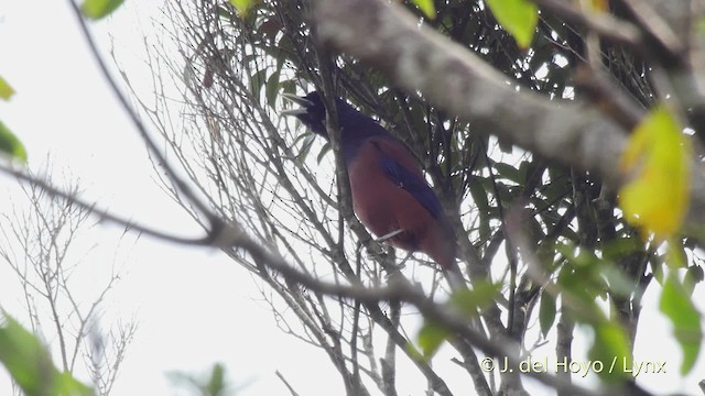 Lidth's Jay - ML201530811