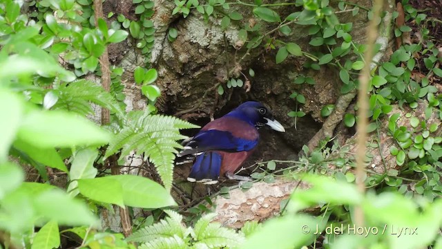 Lidth's Jay - ML201530821