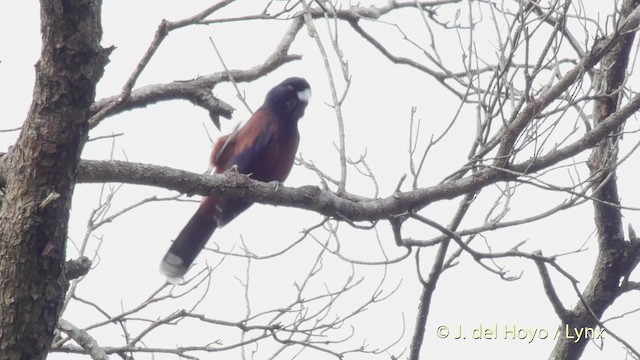 Lidth's Jay - ML201530831