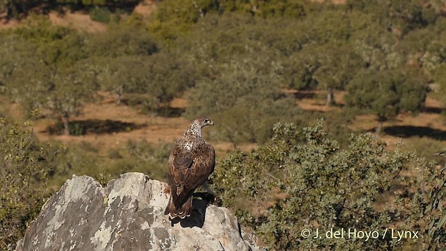 Habichtsadler - ML201530891