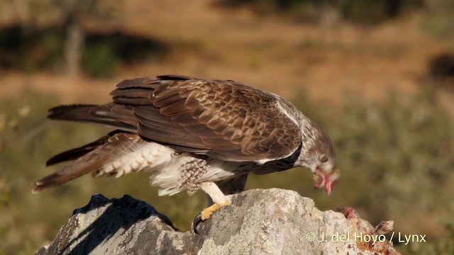 Águila Perdicera - ML201530901