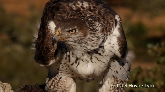 Bonelli's Eagle - ML201530911