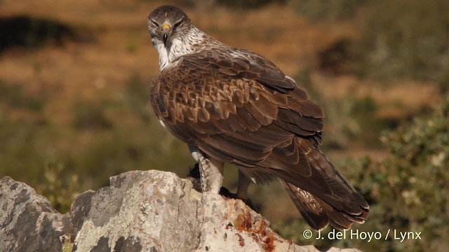 Bonelli's Eagle - ML201530921