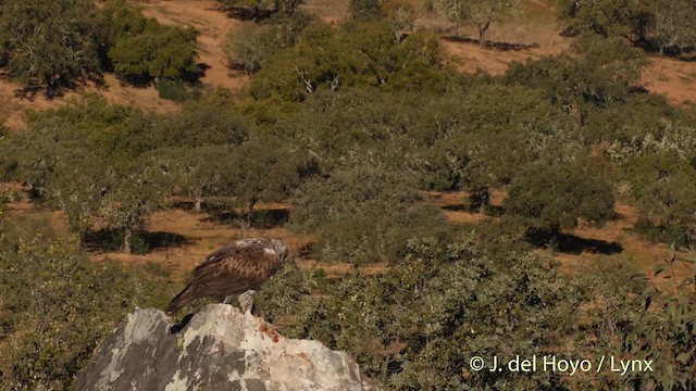 Águila Perdicera - ML201530941