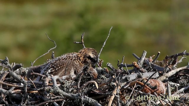 Osprey (haliaetus) - ML201530971