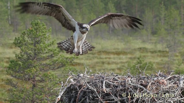 Osprey (haliaetus) - ML201530991