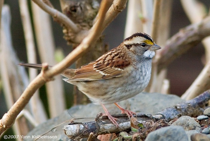 White-throated Sparrow - Yann Kolbeinsson