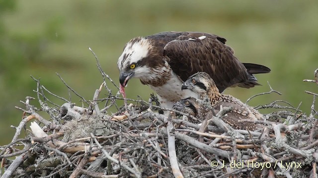 Balbuzard pêcheur (haliaetus) - ML201531061