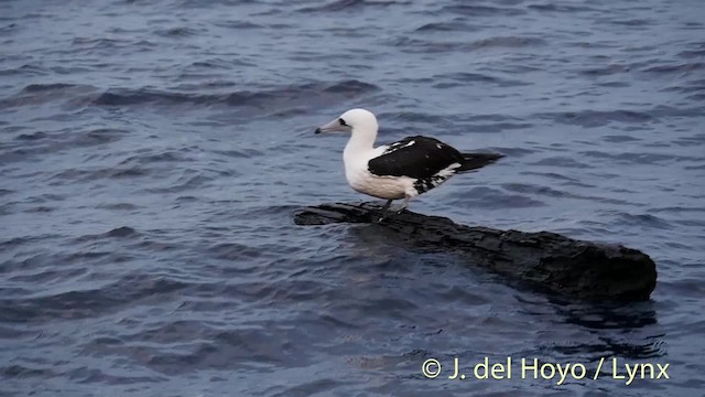 Abbott's Booby - ML201531081