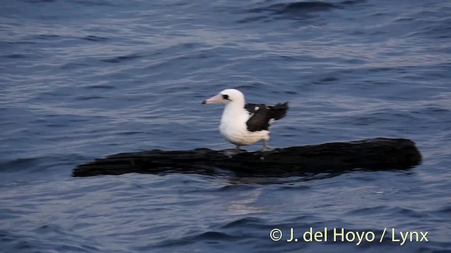 Abbott's Booby - ML201531091